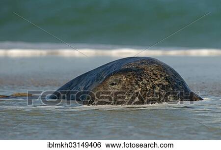 "Grey Seal (Halichoerus grypus), Dune island, Helgoland, Schleswig-Holstein, Germany, Europe" View Large Photo Image Stock Photograph - "Grey Seal (Halichoerus grypus), Dune island, Helgoland, Schleswig-Holstein, Germany, Europe". Fotosearch