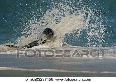 "Grey Seal (Halichoerus grypus), Dune island, Helgoland, Schleswig-Holstein, Germany, Europe" View Large Photo Image Stock Photograph - "Grey Seal (Halichoerus grypus), Dune island, Helgoland, Schleswig-Holstein, Germany, Europe". Fotosearch