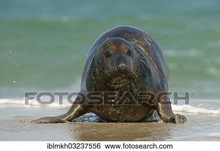 "Grey Seal (Halichoerus grypus), Dune island, Helgoland, Schleswig-Holstein, Germany, Europe" View Large Photo Image Stock Photograph - "Grey Seal (Halichoerus grypus), Dune island, Helgoland, Schleswig-Holstein, Germany, Europe". Fotosearch