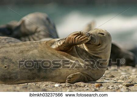 "Grey Seal (Halichoerus grypus), Dune island, Helgoland, Schleswig-Holstein, Germany, Europe" View Large Photo Image Stock Photograph - "Grey Seal (Halichoerus grypus), Dune island, Helgoland, Schleswig-Holstein, Germany, Europe". Fotosearch