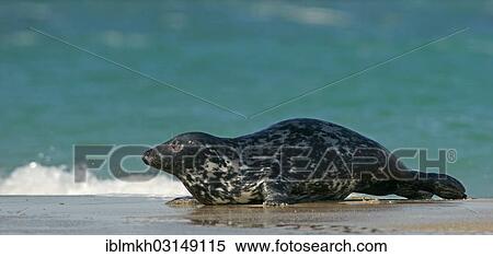 "Grey Seal (Halichoerus grypus), Dune island, Helgoland, Schleswig-Holstein, Germany, Europe" View Large Photo Image Stock Photography - "Grey Seal (Halichoerus grypus), Dune island, Helgoland, Schleswig-Holstein, Germany, Europe". Fotosearch