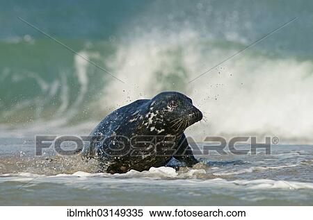 "Grey Seal (Halichoerus grypus), Dune island, Helgoland, Schleswig-Holstein, Germany, Europe" View Large Photo Image Stock Photography - "Grey Seal (Halichoerus grypus), Dune island, Helgoland, Schleswig-Holstein, Germany, Europe". Fotosearch