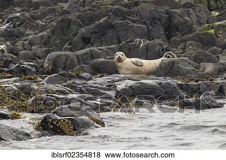 Stock Photo - "Grey Seal (Halichoerus grypus), Farne Islands, Northumberland, England, United Kingdom, Europe". Fotosearch