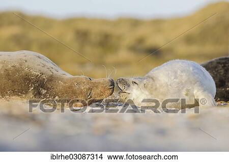 Picture - "Grey Seal (Halichoerus grypus), female with pup, affectionate, Helgoland, Helgoland, Schleswig-Holstein, Germany, Europe". Fotosearch