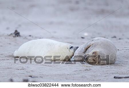 Picture - "Grey Seal (Halichoerus grypus) female suckling seal pup, Heligoland-Dune, Heligoland, Schleswig-Holstein, Germany, Europe". Fotosearch