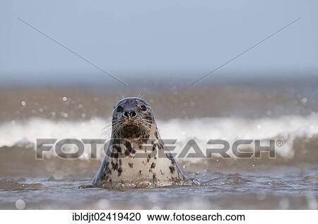Grey Seal (Halichoerus grypus), female in the surf, Norfolk, England, United Kingdom, Europe View Large Photo Image Stock Image - Grey Seal (Halichoerus grypus), female in the surf, Norfolk, England, United Kingdom, Europe. Fotosearch