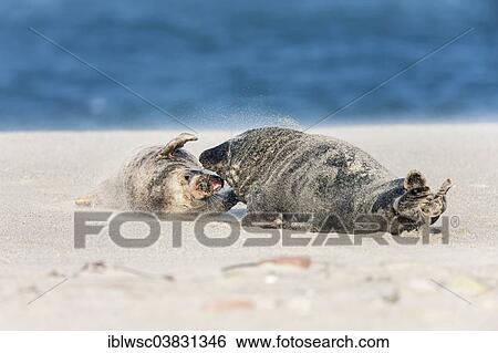 Stock Photograph - "Grey Seal (Halichoerus grypus), female energetically rejecting a male's advances, Heligoland Dune, Schleswig-Holstein, Germany, Europe". Fotosearch