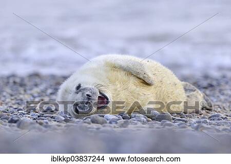 Picture - "Grey Seal (Halichoerus grypus), howler or pup, Heligoland, Schleswig-Holstein, Germany, Europe". Fotosearch