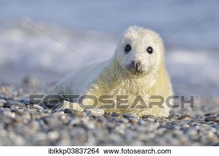 "Grey Seal (Halichoerus grypus), howler or pup, Heligoland, Schleswig-Holstein, Germany, Europe" View Large Photo Image Picture - "Grey Seal (Halichoerus grypus), howler or pup, Heligoland, Schleswig-Holstein, Germany, Europe". Fotosearch