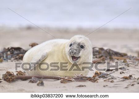 "Grey Seal (Halichoerus grypus), howler or pup, Heligoland, Schleswig-Holstein, Germany, Europe" View Large Photo Image Stock Image - "Grey Seal (Halichoerus grypus), howler or pup, Heligoland, Schleswig-Holstein, Germany, Europe". Fotosearch