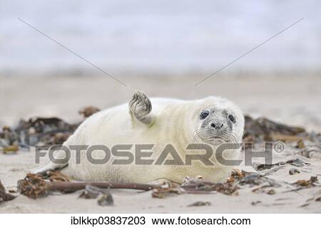 "Grey Seal (Halichoerus grypus), howler or pup, Heligoland, Schleswig-Holstein, Germany, Europe" View Large Photo Image Stock Image - "Grey Seal (Halichoerus grypus), howler or pup, Heligoland, Schleswig-Holstein, Germany, Europe". Fotosearch