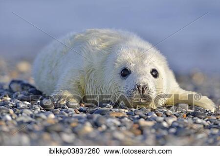 "Grey Seal (Halichoerus grypus), howler or pup, Heligoland, Schleswig-Holstein, Germany, Europe" View Large Photo Image Stock Image - "Grey Seal (Halichoerus grypus), howler or pup, Heligoland, Schleswig-Holstein, Germany, Europe". Fotosearch