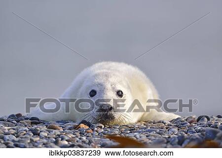Stock Photo - "Grey Seal (Halichoerus grypus), howler or pup, Heligoland, Schleswig-Holstein, Germany, Europe". Fotosearch