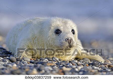 Stock Photo - "Grey Seal (Halichoerus grypus), howler or pup, Heligoland, Schleswig-Holstein, Germany, Europe". Fotosearch