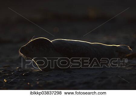 "Grey Seal (Halichoerus grypus), howler or pup, Heligoland, Schleswig-Holstein, Germany, Europe" View Large Photo Image Stock Photo - "Grey Seal (Halichoerus grypus), howler or pup, Heligoland, Schleswig-Holstein, Germany, Europe". Fotosearch