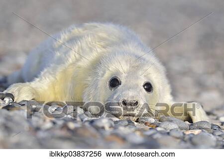 Stock Photograph - "Grey Seal (Halichoerus grypus), howler or pup, Heligoland, Schleswig-Holstein, Germany, Europe". Fotosearch