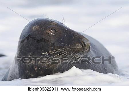 "Grey Seal (Halichoerus grypus) in the surf, Heligoland Dune, Schleswig-Holstein, Germany, Europe" View Large Photo Image Stock Image - "Grey Seal (Halichoerus grypus) in the surf, Heligoland Dune, Schleswig-Holstein, Germany, Europe". Fotosearch