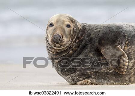Stock Image - "Grey Seal (Halichoerus grypus), male, Heligoland-Dune, Heligoland, Schleswig-Holstein, Germany, Europe". Fotosearch