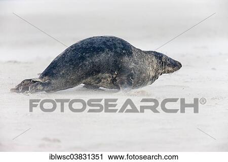 "Grey Seal (Halichoerus grypus), male, Heligoland Dune, Schleswig-Holstein, Germany, Europe" View Large Photo Image Stock Image - "Grey Seal (Halichoerus grypus), male, Heligoland Dune, Schleswig-Holstein, Germany, Europe". Fotosearch