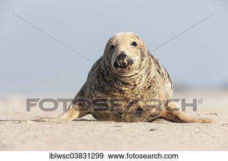 "Grey Seal (Halichoerus grypus), male, Heligoland Dune, Schleswig-Holstein, Germany, Europe" View Large Photo Image Stock Photo - "Grey Seal (Halichoerus grypus), male, Heligoland Dune, Schleswig-Holstein, Germany, Europe". Fotosearch