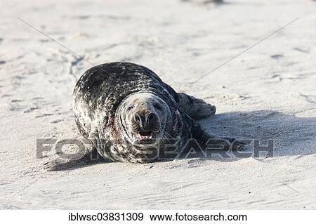 "Grey Seal (Halichoerus grypus), male, Heligoland Dune, Schleswig-Holstein, Germany, Europe" View Large Photo Image Stock Photo - "Grey Seal (Halichoerus grypus), male, Heligoland Dune, Schleswig-Holstein, Germany, Europe". Fotosearch