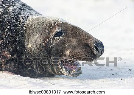 Stock Photo - "Grey Seal (Halichoerus grypus), male, Heligoland Dune, Schleswig-Holstein, Germany, Europe". Fotosearch