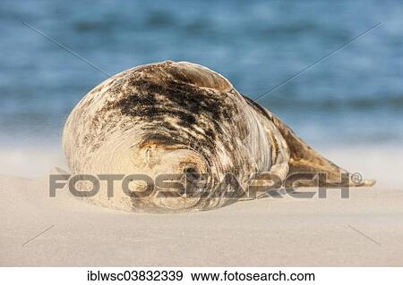 "Grey Seal (Halichoerus grypus), male, Heligoland Dune, Schleswig-Holstein, Germany, Europe" View Large Photo Image Stock Photo - "Grey Seal (Halichoerus grypus), male, Heligoland Dune, Schleswig-Holstein, Germany, Europe". Fotosearch