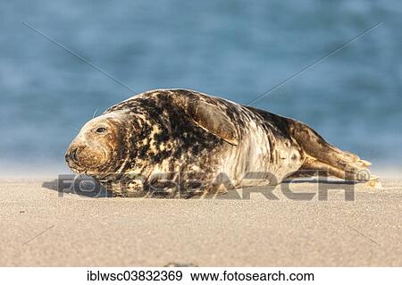 "Grey Seal (Halichoerus grypus), male, Heligoland Dune, Schleswig-Holstein, Germany, Europe" View Large Photo Image Stock Photo - "Grey Seal (Halichoerus grypus), male, Heligoland Dune, Schleswig-Holstein, Germany, Europe". Fotosearch