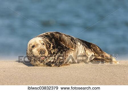 Stock Photo - "Grey Seal (Halichoerus grypus), male, Heligoland Dune, Schleswig-Holstein, Germany, Europe". Fotosearch