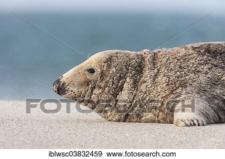 "Grey Seal (Halichoerus grypus), male, Heligoland Dune, Schleswig-Holstein, Germany, Europe" View Large Photo Image Stock Photo - "Grey Seal (Halichoerus grypus), male, Heligoland Dune, Schleswig-Holstein, Germany, Europe". Fotosearch