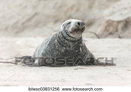 "Grey Seal (Halichoerus grypus), male, Heligoland Dune, Schleswig-Holstein, Germany, Europe" View Large Photo Image Stock Photograph - "Grey Seal (Halichoerus grypus), male, Heligoland Dune, Schleswig-Holstein, Germany, Europe". Fotosearch