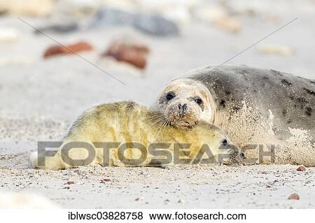 "Grey Seal (Halichoerus grypus), mother with a pup, Heligoland Dune, Schleswig-Holstein, Germany, Europe" View Large Photo Image Stock Photo - "Grey Seal (Halichoerus grypus), mother with a pup, Heligoland Dune, Schleswig-Holstein, Germany, Europe". Fotosearch
