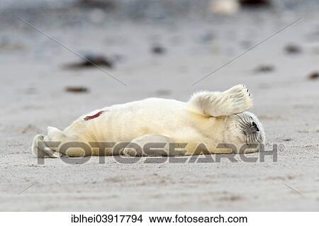 "Grey Seal (Halichoerus grypus) on the beach, howler, Heligoland, Schleswig-Holstein, Germany, Europe" View Large Photo Image Picture - "Grey Seal (Halichoerus grypus) on the beach, howler, Heligoland, Schleswig-Holstein, Germany, Europe". Fotosearch