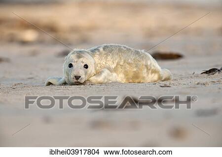 "Grey Seal (Halichoerus grypus) on the beach, howler, Heligoland, Schleswig-Holstein, Germany, Europe" View Large Photo Image Picture - "Grey Seal (Halichoerus grypus) on the beach, howler, Heligoland, Schleswig-Holstein, Germany, Europe". Fotosearch
