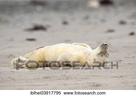 "Grey Seal (Halichoerus grypus) on the beach, howler, Heligoland, Schleswig-Holstein, Germany, Europe" View Large Photo Image Stock Photography - "Grey Seal (Halichoerus grypus) on the beach, howler, Heligoland, Schleswig-Holstein, Germany, Europe". Fotosearch