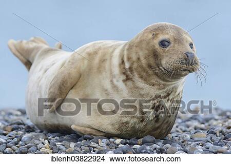 "Grey Seal (Halichoerus grypus), female, Heligoland Dune, Schleswig-Holstein, Germany, Europe" View Large Photo Image Picture - "Grey Seal (Halichoerus grypus), female, Heligoland Dune, Schleswig-Holstein, Germany, Europe". Fotosearch