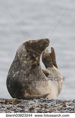 "Grey Seal (Halichoerus grypus), Heligoland Dune, Schleswig-Holstein, Germany, Europe" View Large Photo Image Picture - "Grey Seal (Halichoerus grypus), Heligoland Dune, Schleswig-Holstein, Germany, Europe". Fotosearch