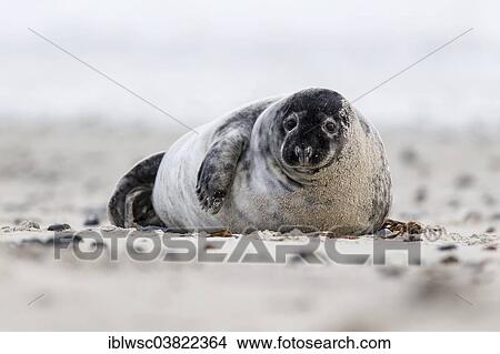 "Grey Seal (Halichoerus grypus), Heligoland-Dune, Heligoland, Schleswig-Holstein, Germany, Europe" View Large Photo Image Picture - "Grey Seal (Halichoerus grypus), Heligoland-Dune, Heligoland, Schleswig-Holstein, Germany, Europe". Fotosearch