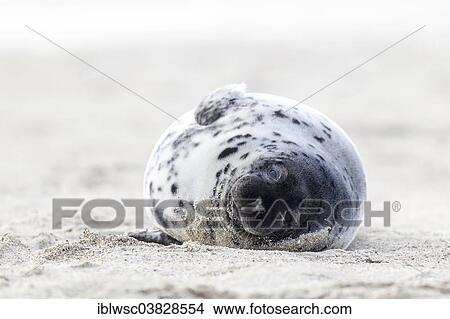 "Grey Seal (Halichoerus grypus), Heligoland Dune, Schleswig-Holstein, Germany, Europe" View Large Photo Image Picture - "Grey Seal (Halichoerus grypus), Heligoland Dune, Schleswig-Holstein, Germany, Europe". Fotosearch