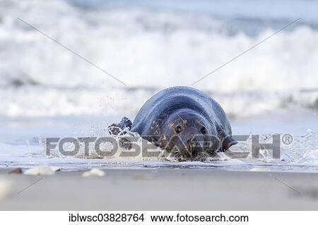 "Grey Seal (Halichoerus grypus), Heligoland Dune, Schleswig-Holstein, Germany, Europe" View Large Photo Image Picture - "Grey Seal (Halichoerus grypus), Heligoland Dune, Schleswig-Holstein, Germany, Europe". Fotosearch