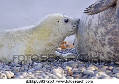 Stock Image - "Grey Seal (Halichoerus grypus) pup is suckled by the mother on the beach of the dune of Heligoland, Schleswig-Holstein, Germany, Europe". Fotosearch