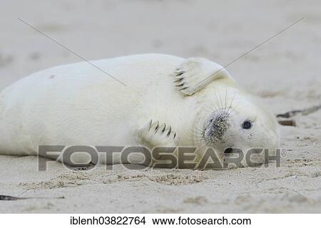 "Grey Seal (Halichoerus grypus), pup, Heligoland Dune, Schleswig-Holstein, Germany, Europe" View Large Photo Image Picture - "Grey Seal (Halichoerus grypus), pup, Heligoland Dune, Schleswig-Holstein, Germany, Europe". Fotosearch