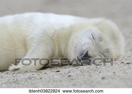 "Grey Seal (Halichoerus grypus), pup, Heligoland Dune, Schleswig-Holstein, Germany, Europe" View Large Photo Image Picture - "Grey Seal (Halichoerus grypus), pup, Heligoland Dune, Schleswig-Holstein, Germany, Europe". Fotosearch