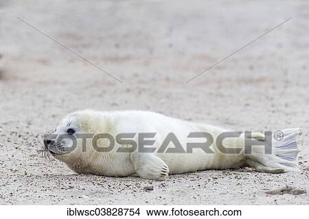 "Grey Seal (Halichoerus grypus), pup, Heligoland Dune, Schleswig-Holstein, Germany, Europe" View Large Photo Image Picture - "Grey Seal (Halichoerus grypus), pup, Heligoland Dune, Schleswig-Holstein, Germany, Europe". Fotosearch