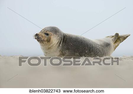 "Grey Seal (Halichoerus grypus), pup, Heligoland Dune, Schleswig-Holstein, Germany, Europe" View Large Photo Image Stock Image - "Grey Seal (Halichoerus grypus), pup, Heligoland Dune, Schleswig-Holstein, Germany, Europe". Fotosearch