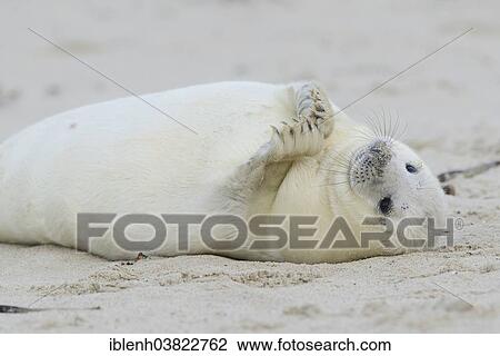 "Grey Seal (Halichoerus grypus), pup, Heligoland Dune, Schleswig-Holstein, Germany, Europe" View Large Photo Image Stock Image - "Grey Seal (Halichoerus grypus), pup, Heligoland Dune, Schleswig-Holstein, Germany, Europe". Fotosearch