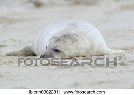 "Grey Seal (Halichoerus grypus), pup, Heligoland Dune, Schleswig-Holstein, Germany, Europe" View Large Photo Image Stock Image - "Grey Seal (Halichoerus grypus), pup, Heligoland Dune, Schleswig-Holstein, Germany, Europe". Fotosearch