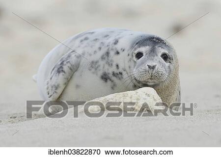 "Grey Seal (Halichoerus grypus), pup, Heligoland Dune, Schleswig-Holstein, Germany, Europe" View Large Photo Image Stock Image - "Grey Seal (Halichoerus grypus), pup, Heligoland Dune, Schleswig-Holstein, Germany, Europe". Fotosearch