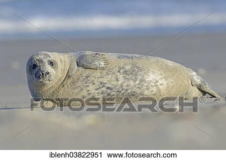 "Grey Seal (Halichoerus grypus), pup, Heligoland Dune, Schleswig-Holstein, Germany, Europe" View Large Photo Image Stock Image - "Grey Seal (Halichoerus grypus), pup, Heligoland Dune, Schleswig-Holstein, Germany, Europe". Fotosearch