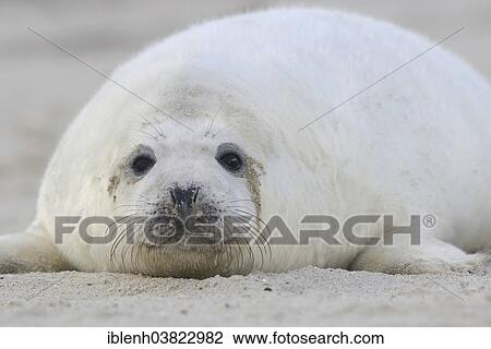 "Grey Seal (Halichoerus grypus), pup, Heligoland Dune, Schleswig-Holstein, Germany, Europe" View Large Photo Image Stock Image - "Grey Seal (Halichoerus grypus), pup, Heligoland Dune, Schleswig-Holstein, Germany, Europe". Fotosearch